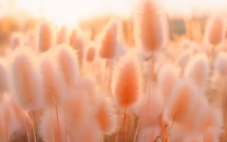 Trend Focus: Pantone’s Colour of the Year 2024, Peach Fuzz.